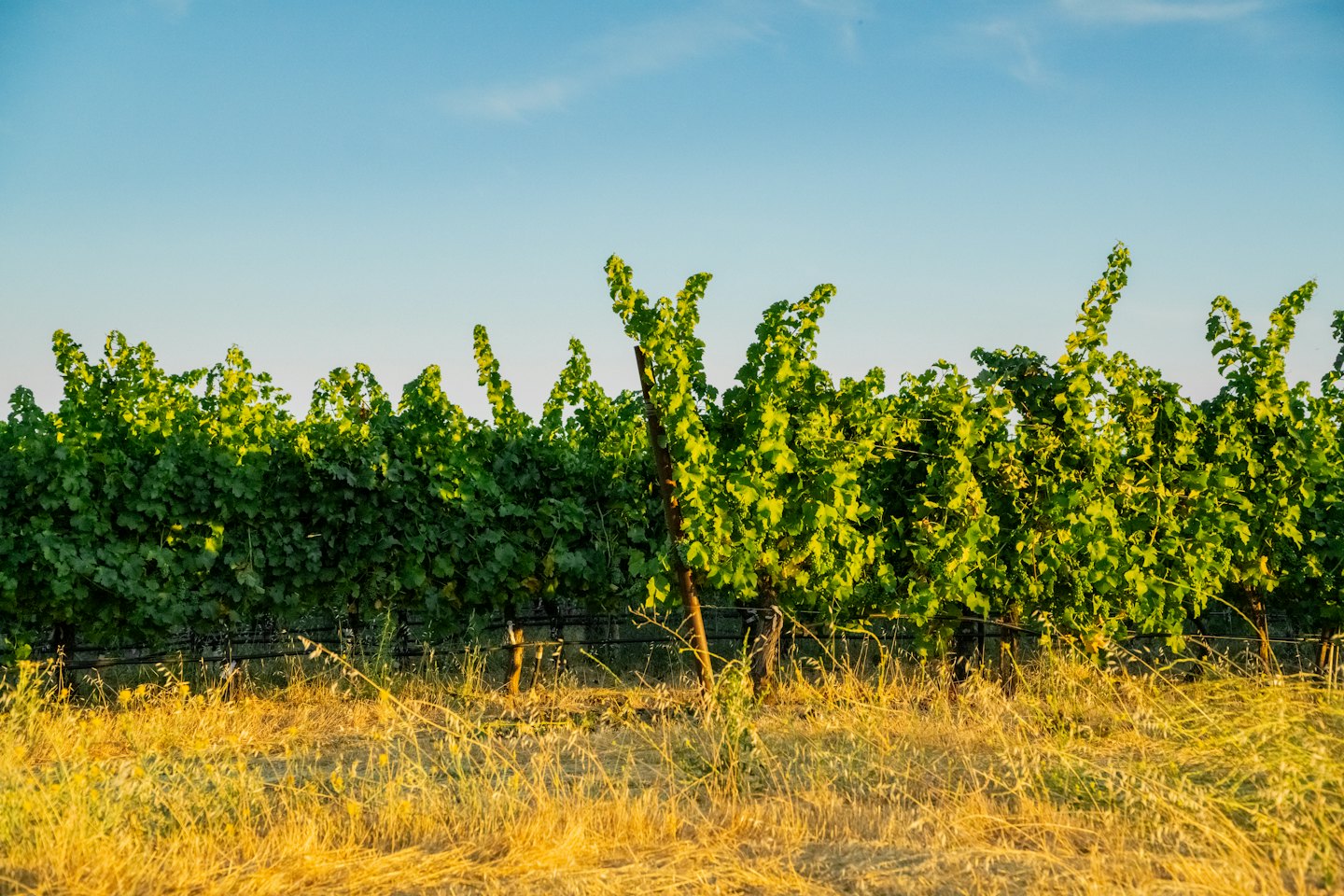 Viñedos de uvas verdes se extienden por un campo soleado.